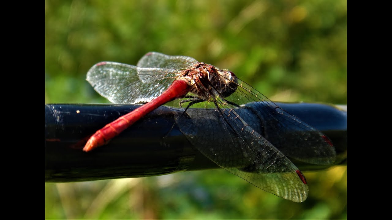 PRESTIGE BAITS - HESOVA GRABA