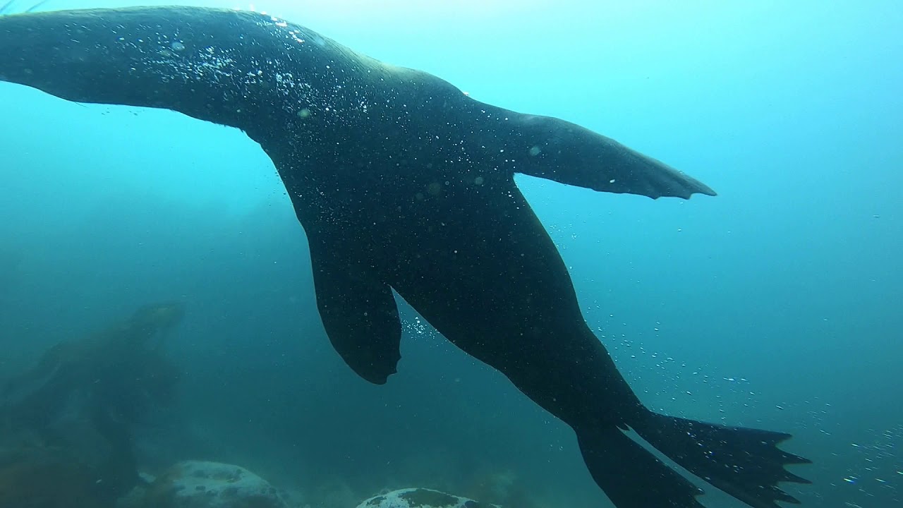 Scuba diving with SEALS IN CAPE TOWN - Otaries à fourrures