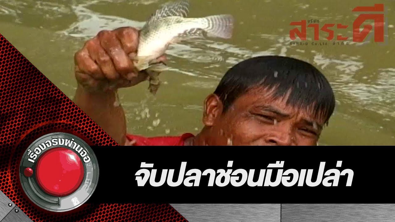 จับปลาช่อนด้วยมือเปล่า | เรื่องจริงผ่านจอ