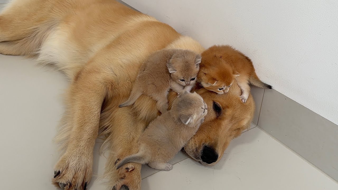 The golden retriever loves the kittens more than cat dad, which makes cat mom feel very reassured!