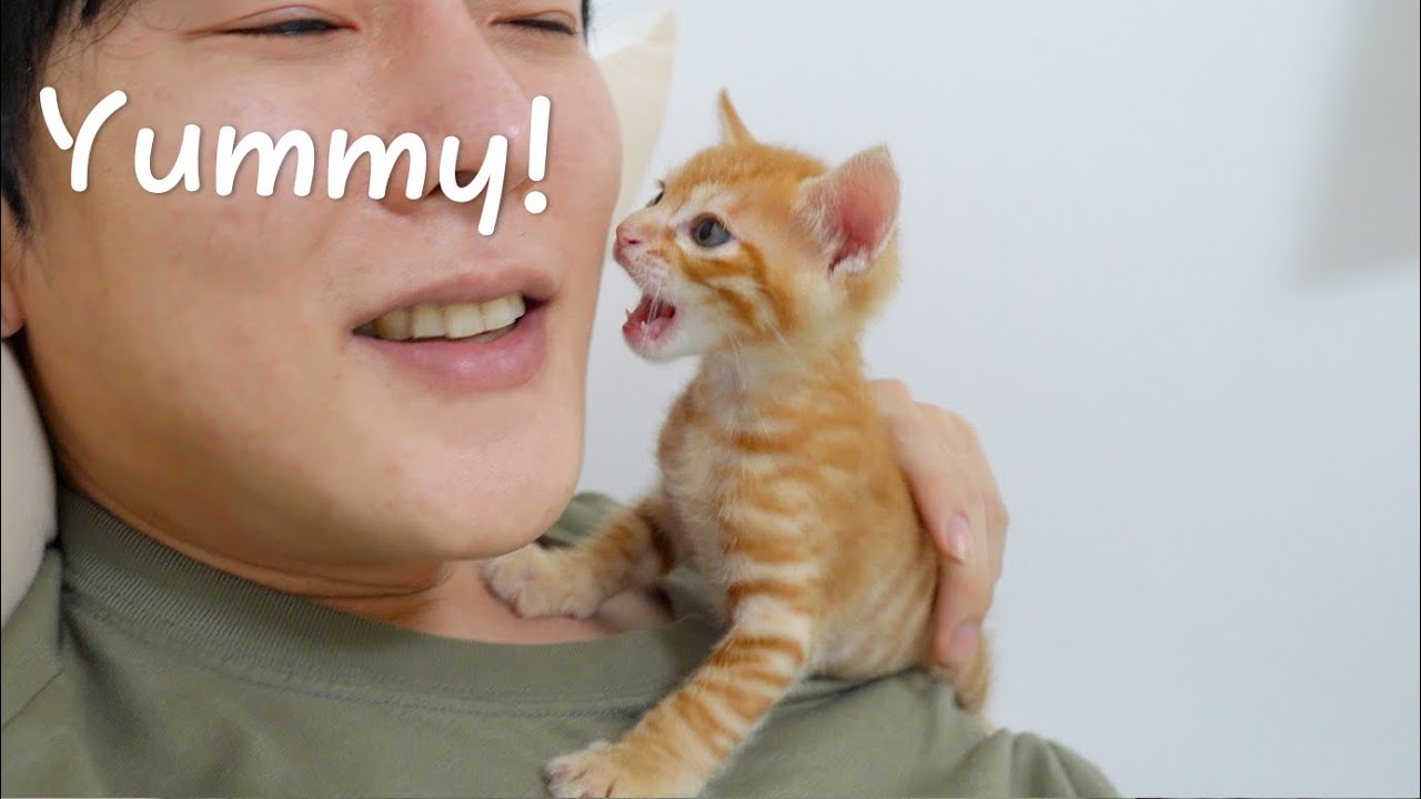 Kitten Hunts His Daddy Every Time!😱😱😱