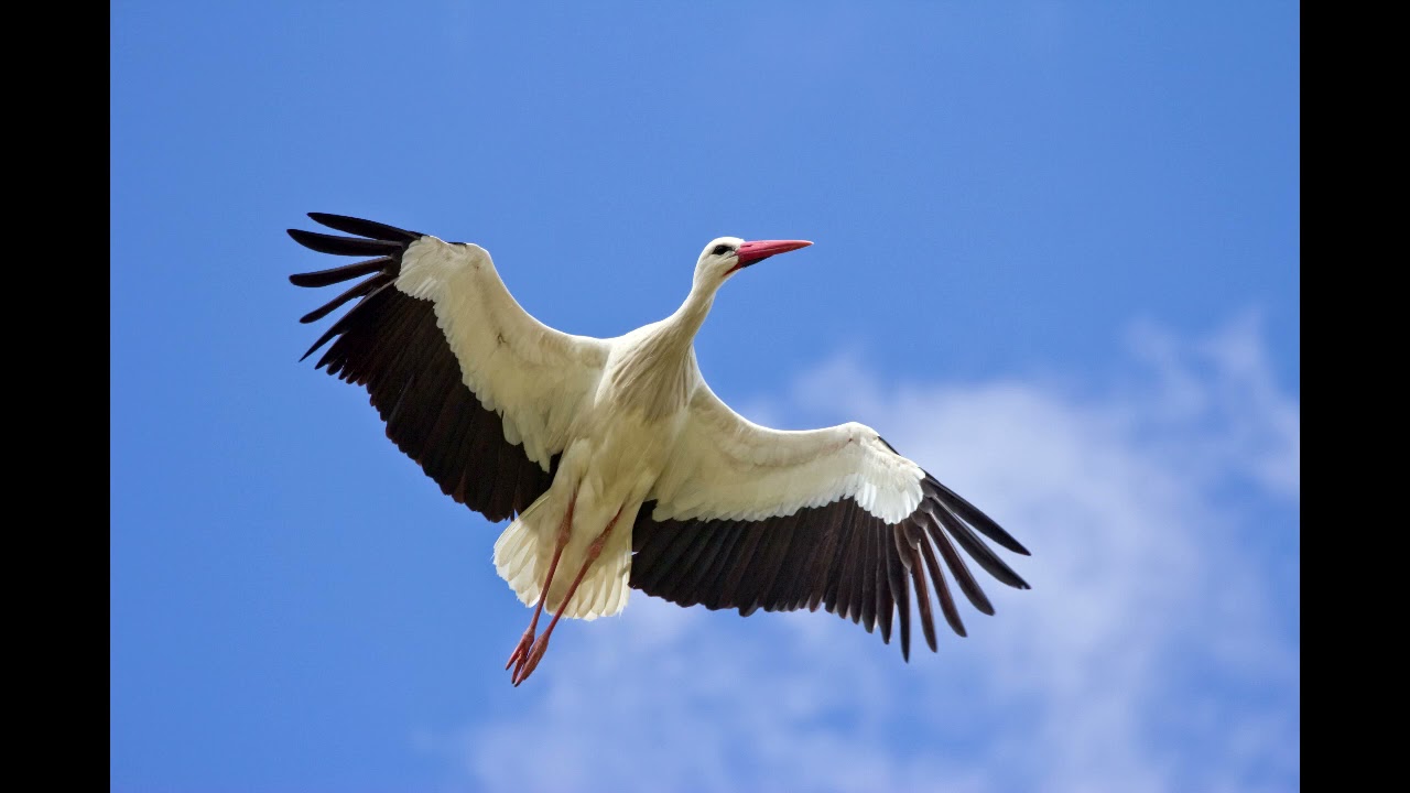 Ciconia ciconia