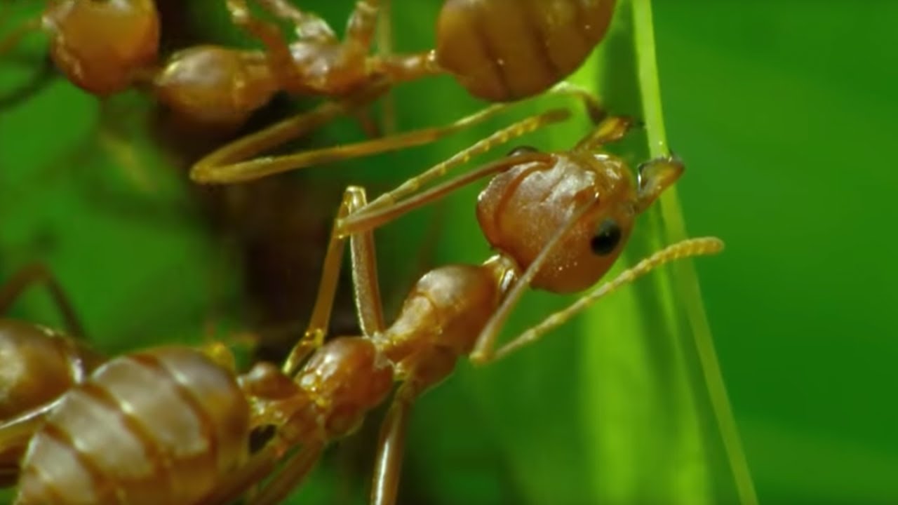 How Ants are Used in Thailand's Agriculture | BBC Earth
