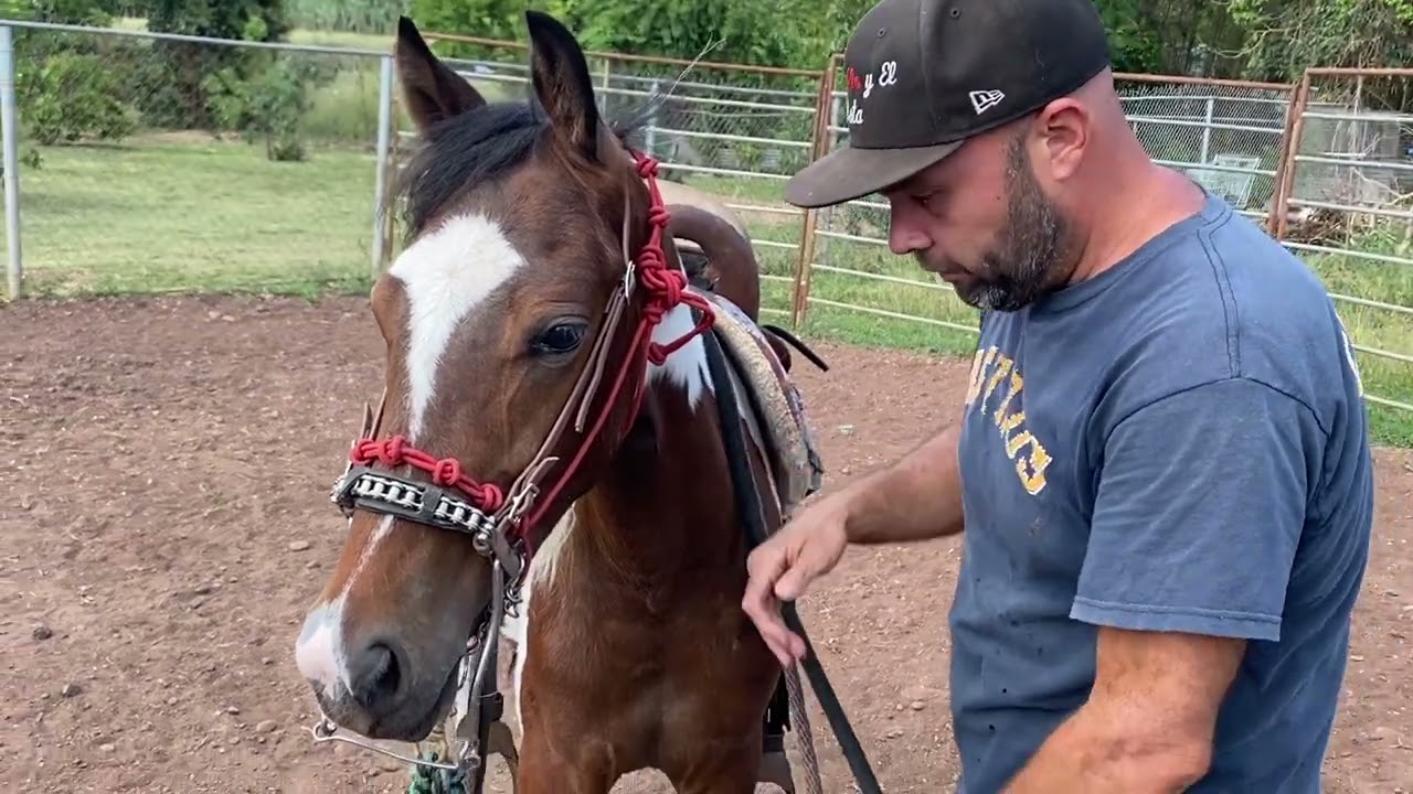 Como quebrar con jaquima sin lastimar o resabiar tu caballo? #elcaballoyelcaballista