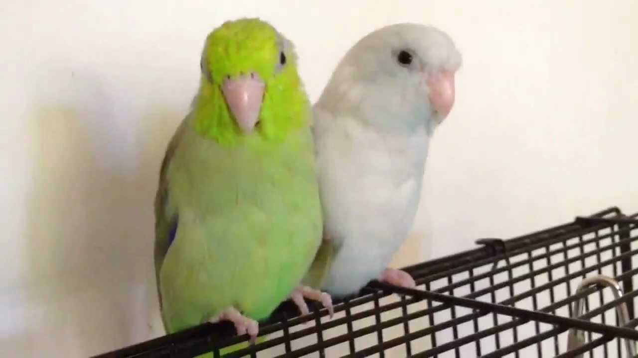 Weekend Birdie Update!