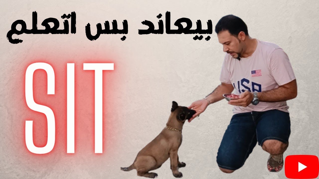 ازاي تدرب كلبك علي امر اقعد (sit) مع كابتن شريف شحاته وترامب