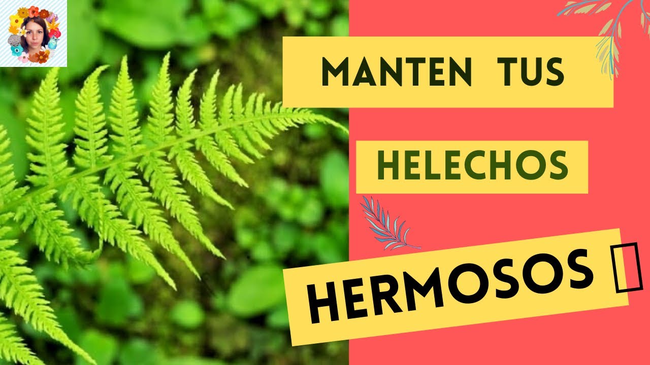 Mantén tus Helechos Hermosos. Secretos increíbles que no imaginas