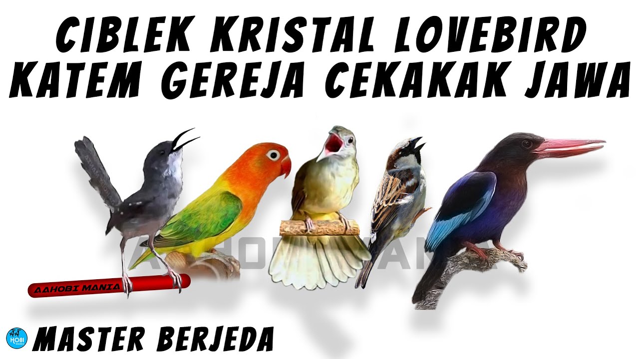 MASTER JEDA Ciblek Kristal Lovebird KATEM Gereja Cekakak Jawa