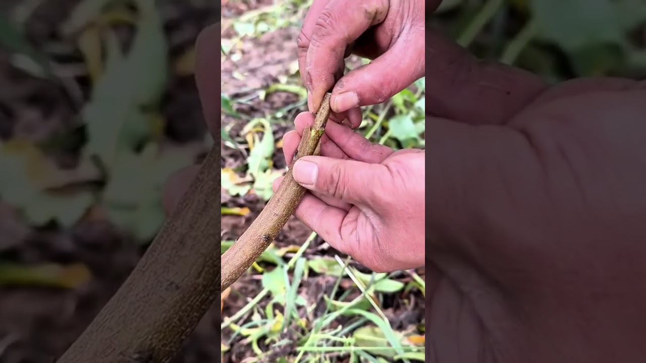 Harvesting and peeling fresh tamarind pods carefully to reveal the ripe fruit inside