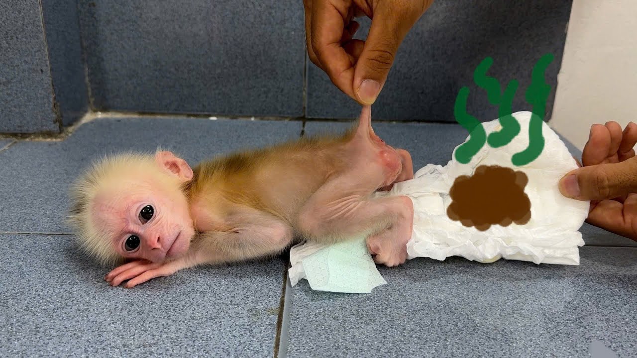 Interesting! what did baby monkey Xuka do with the diaper discomfort?#monkey  #newbornmonkey #xuka