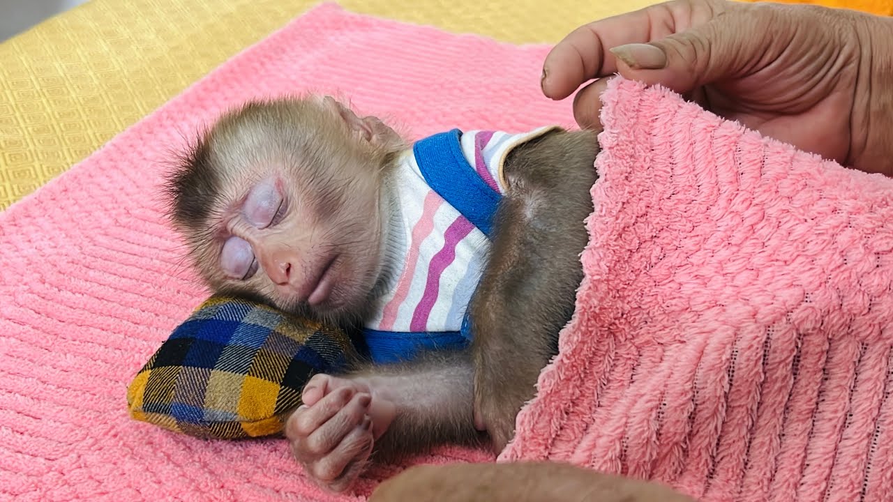 Baby monkey Tina misses her mom and falls asleep while being cared for by Grandma!