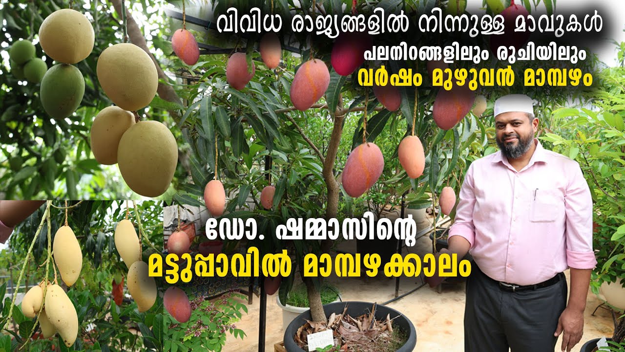 ഡോ.ഷമ്മാസിന്റെ മട്ടുപ്പാവിൽ  മാമ്പഴക്കാലം, വിവിധ രാജ്യങ്ങളിൽ നിന്ന് പല നിറങ്ങളിൽ വർഷം മുഴുവൻ മാമ്പഴം