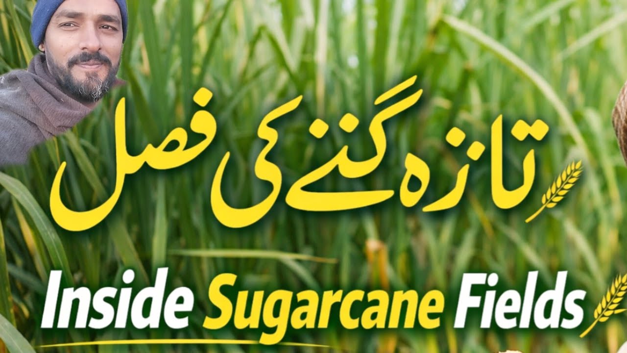 گنے کی فصل کے اندر 🌾 | Fresh Sugarcane Cutting | Village Vlog Pakistan | Cutting Fresh Ganna #ganna 