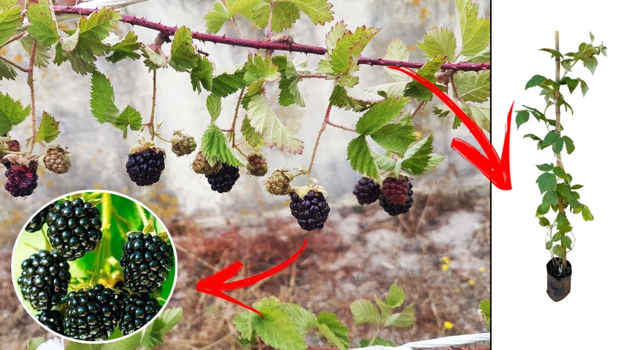 APRENDA COMO FAZER MUDA DE FRAMBOESA FÁCIL PASSO a PASSO + BENEFÍCIOS