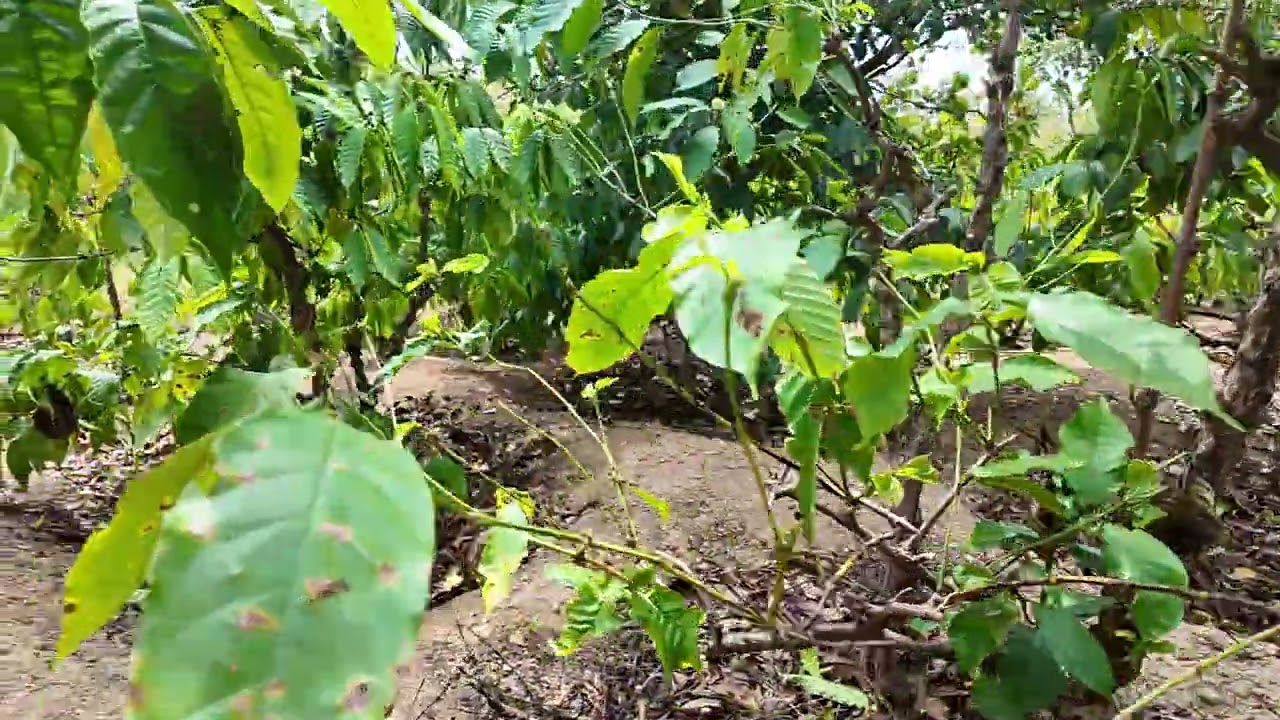 Sang nhượng 8.6ha cà phê và tiêu điều 2.7 tỷ cả lô ai thiện trí LH 0941724313 (0977669965)