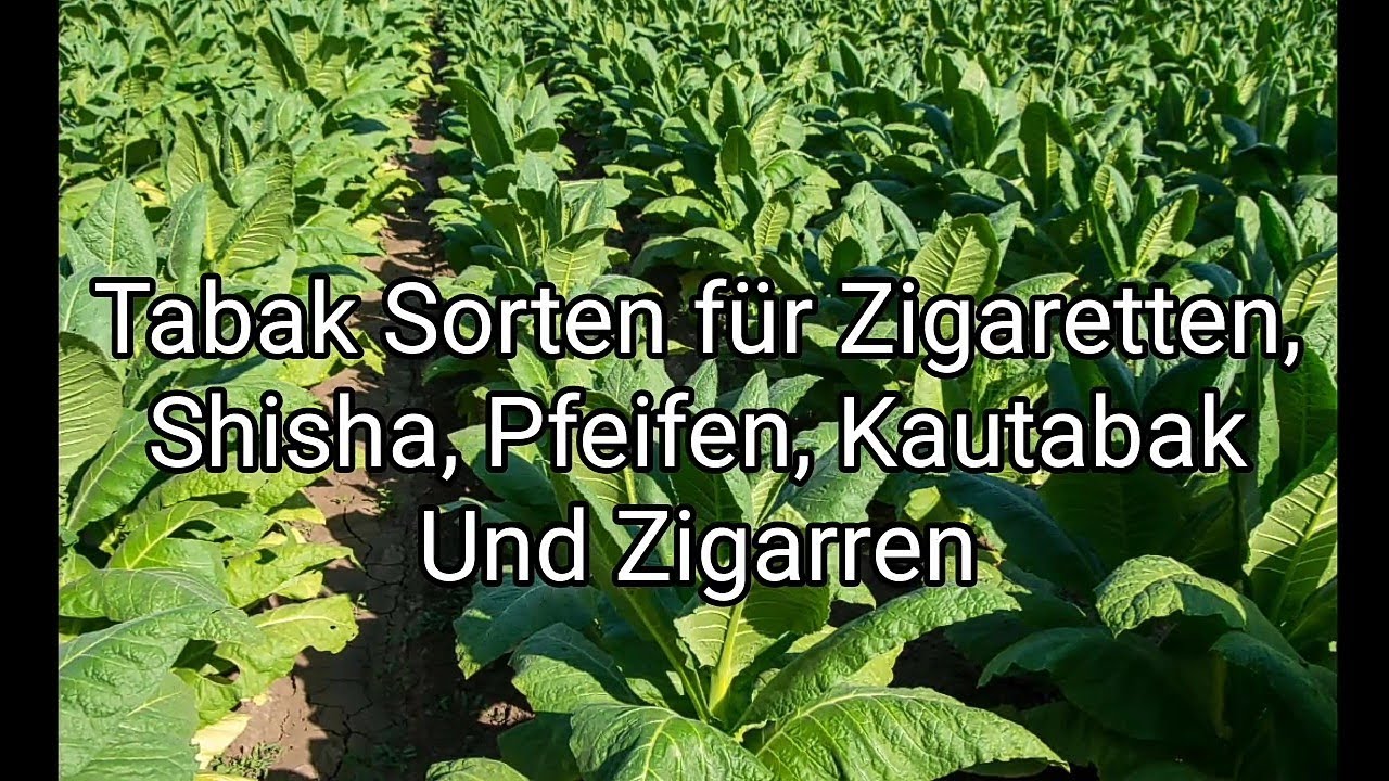 1.0 Welche Tabak Sorte eignet sich besonders gut für Zigaretten, Zigarren, Pfeifen, Shisha Tabak