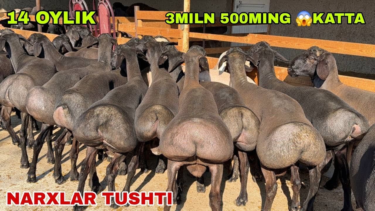 🔥Sho’k narxlar 3miln 500mingdan bundan arzoni yo’q 14 oylik katta qo’chqorlar keldi narxlar tushti 🔥