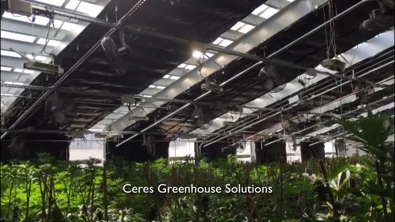 Custom Light Deprivation System in a High Altitude Ceres Cannabis Greenhouse