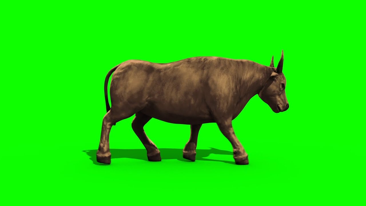 Green Screen Bull Dark Haired and Light Walking - Footage PixelBoom