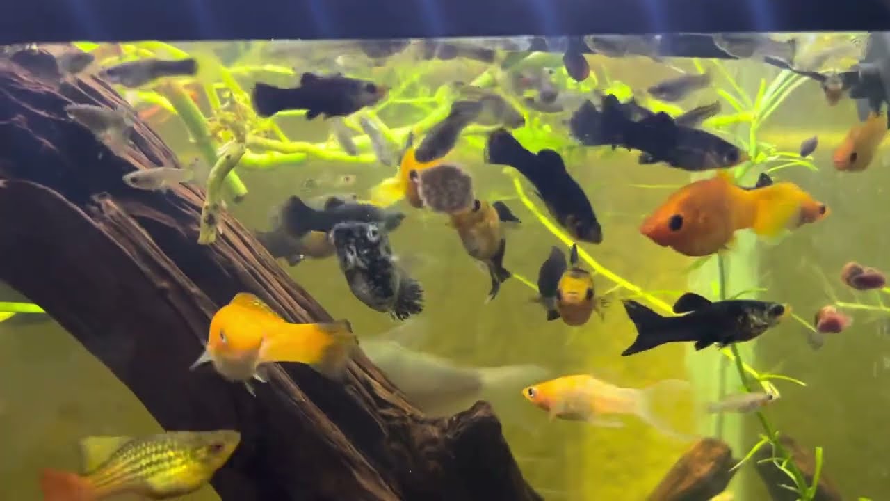 Peces Molly - &iexcl;Lo que NINGUN Acuario te EXPLICA!