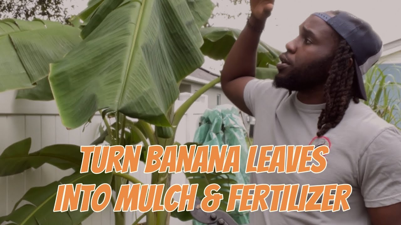 How to use banana leaves as mulch and fertilizer