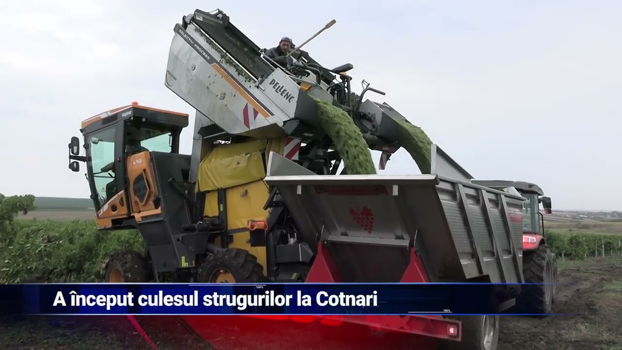 A început culesul strugurilor la Cotnari
