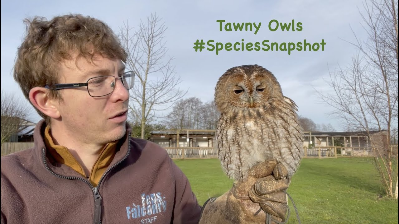 Tawny Owl #SpeciesSnapshot | Fens Falconry