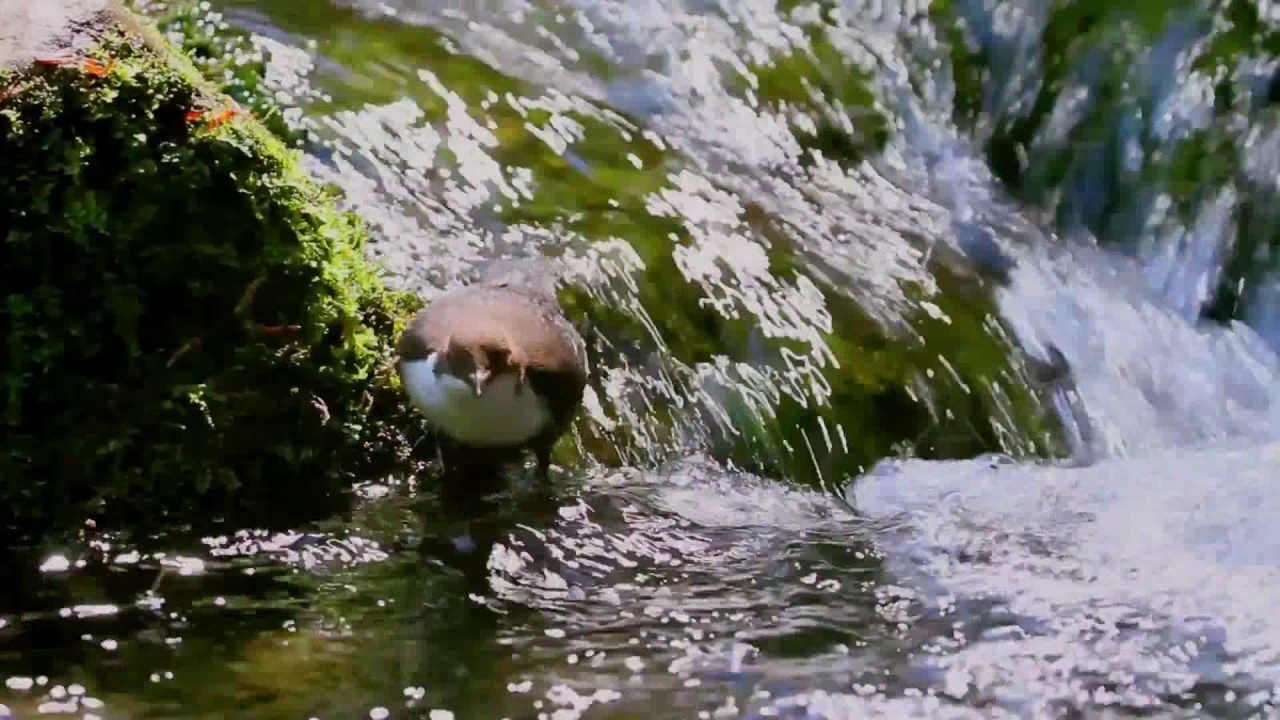 Körösrévi vizirigó és a vízesés