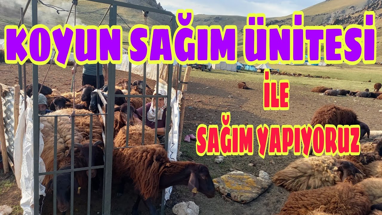KOYUN SAĞIM ÜNİTESİNİ KULLANMAYA BAŞLADIK--KURT BİR KOYUNU YARALADI--KUZU KIRKIMI DEVAM EDİYOR (32)