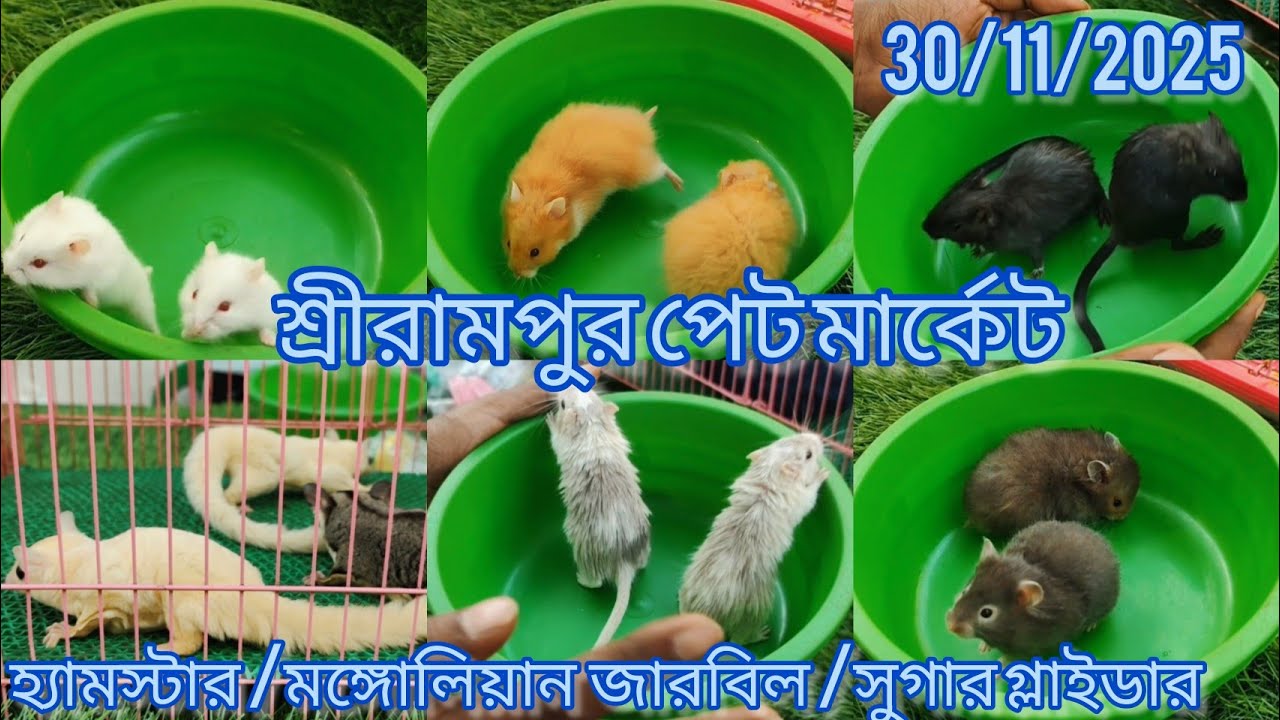 Shrirampur Pet Market l Recent Hamster// Mongolian Gerbill Price Update 🐹 30/11/2025