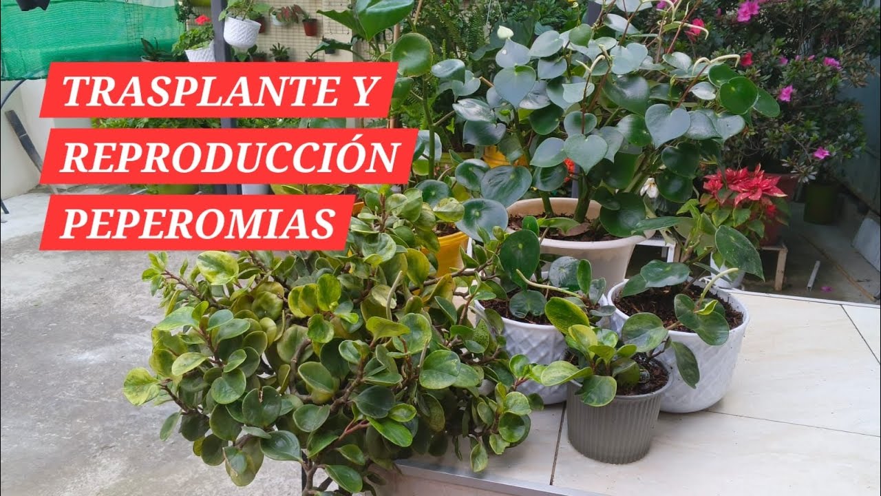 Trasplante/Reproducción plantas de PEPEROMIAS