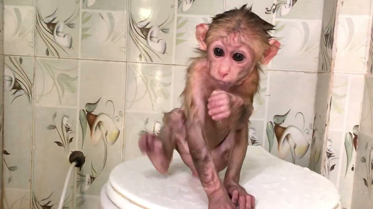 Baby monkey Bella having bath