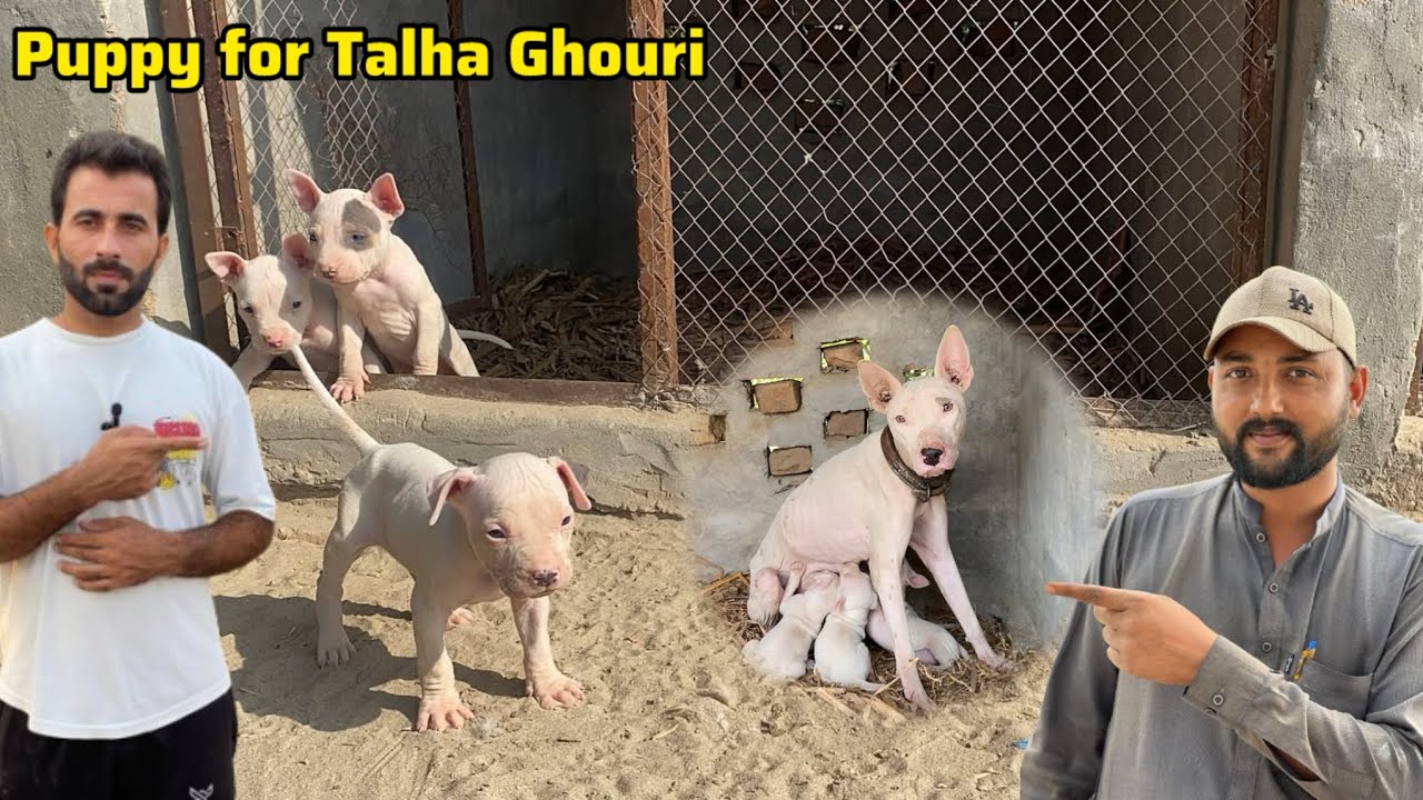 Talha Ghouri ko kb Puppy Gift Dyna 🎁 One Gultair Puppy for Talha Ghouri Vlogs 