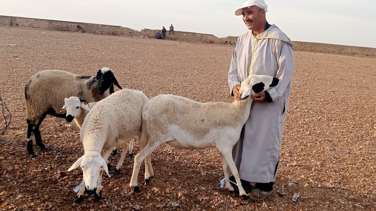 نعجة والدة3 للبيع ب 32الف من سوق تلاثاء اولاد سي بن داود مع اتمنة النعجة والدة وضارة ،الخروف الكسابي