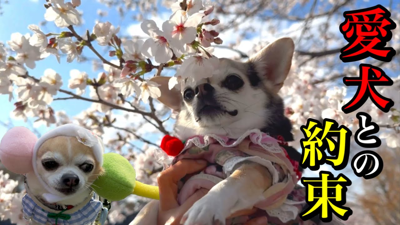 もう桜を見れないと覚悟していた絶望の去年...これからも一緒に見たいと壮絶な手術を乗り越えた愛犬と桜を見れました