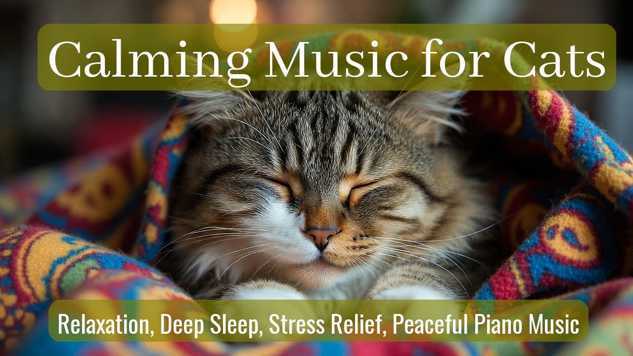 LIVE 🐱 Calm Kitten Sleeping While Listening to Slow Piano Lullabies on a Rainy Night 😴 | Season 86