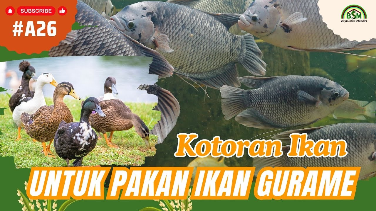 Bayu Diningrat ~ Cerdas !! Kotoran Bebek dijadikan Pakan Ikan