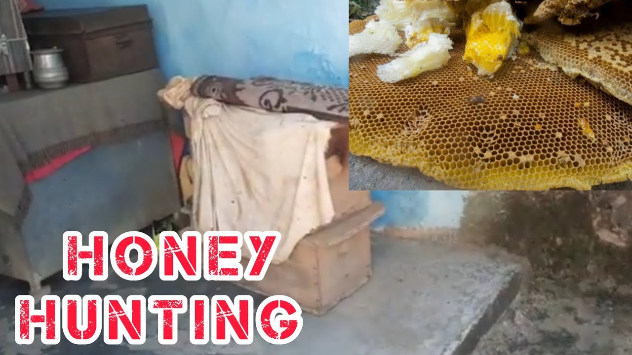Honey Hunting in Pakistan in Desy Style | Historical Place in Pakistan | Wild Honey Hunter