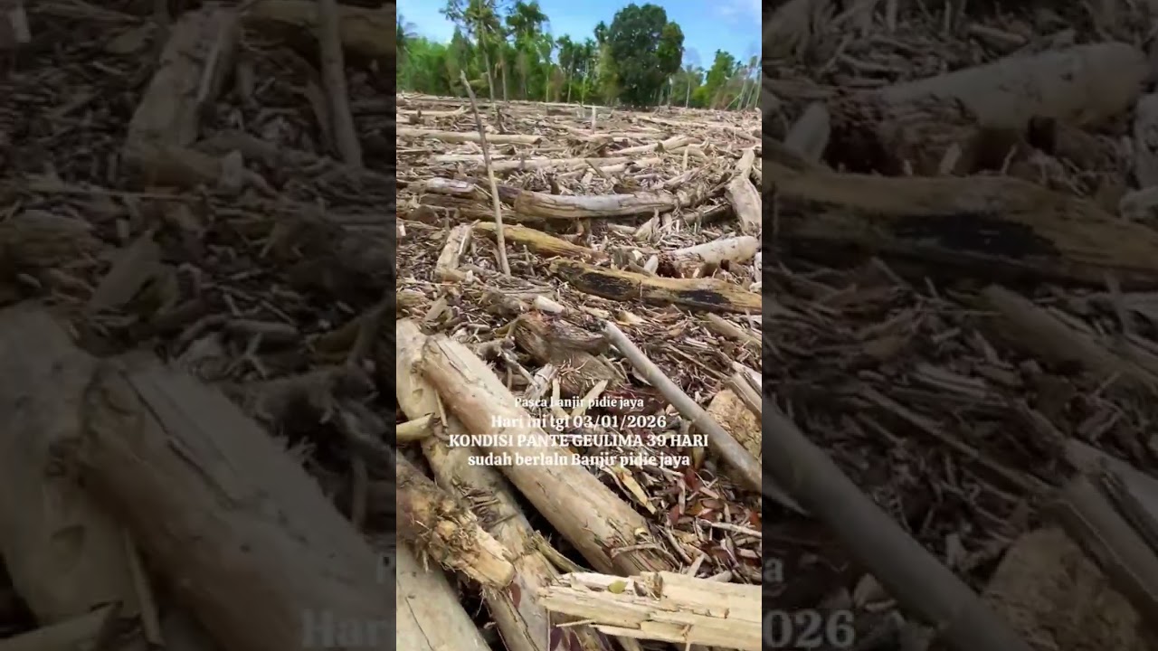 Kayu yang membawa kebenaran akan keserakahan manusia..