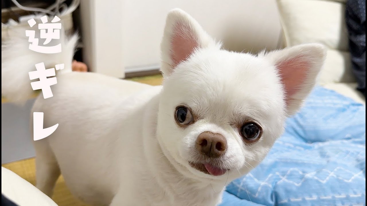 犬のおねだり駄々こねを完全無視すると...逆切れされるんですけど