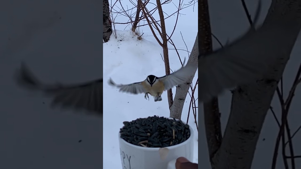 How it looks When bird Flying SLOWMOTION Cool Video #shorts #birds