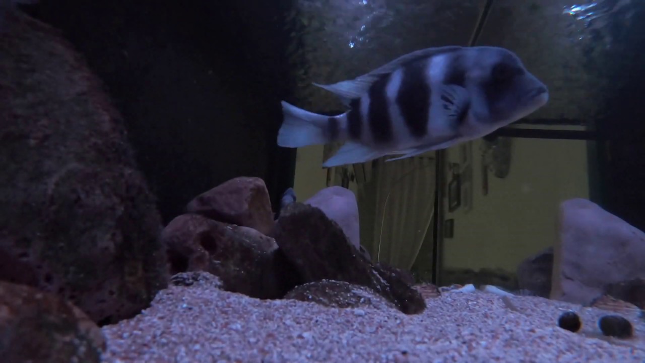 Dentro del Tanganyika. Cyphotilapia Frontosa Mpimbwe Blue