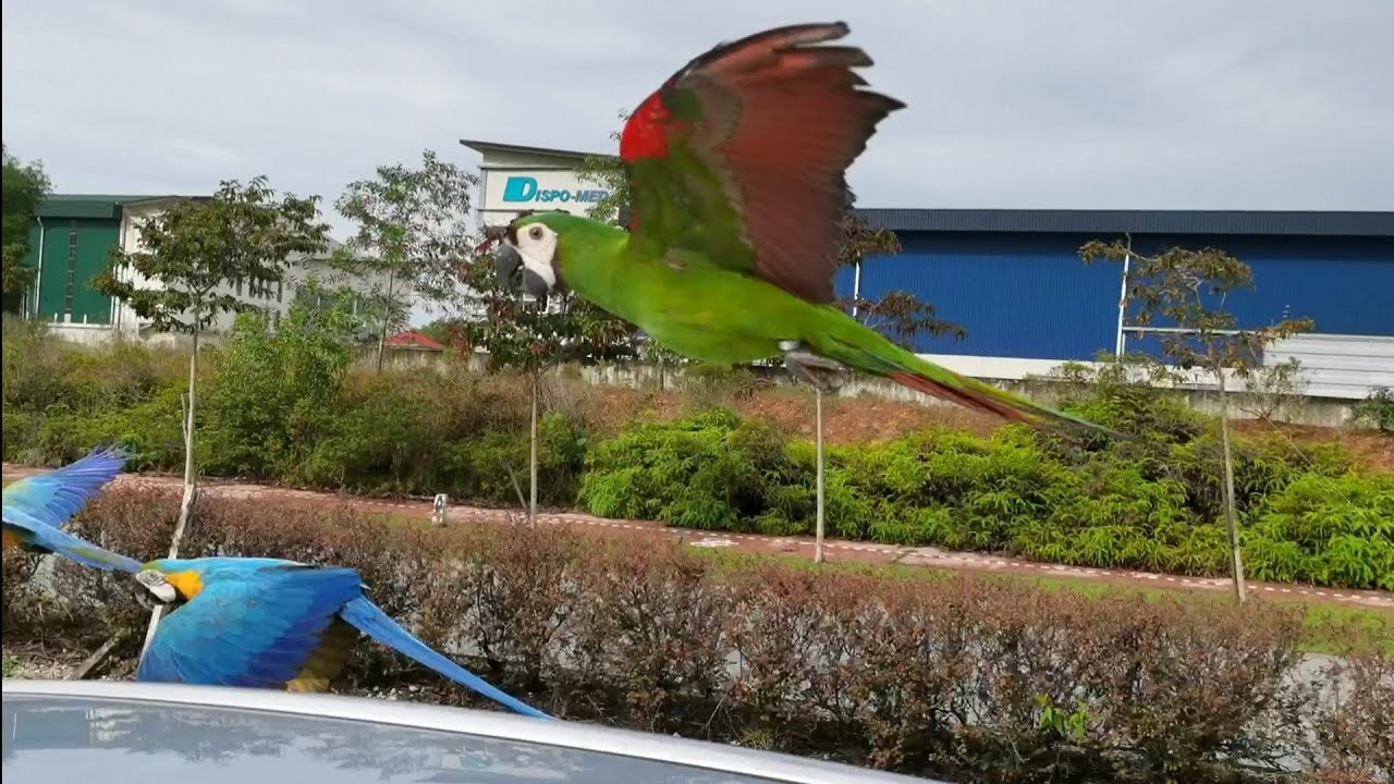 Macaw Race - Free Flight Macaw