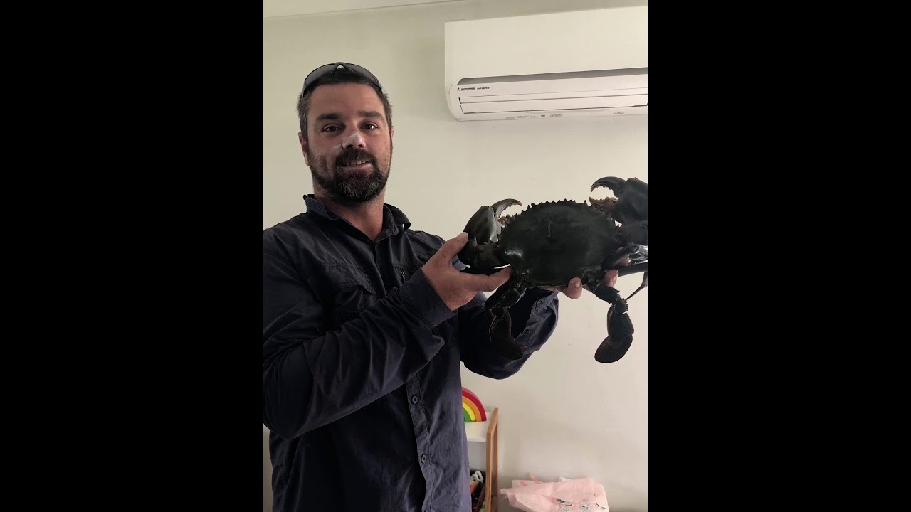 South Coast Mud Crab Monsters