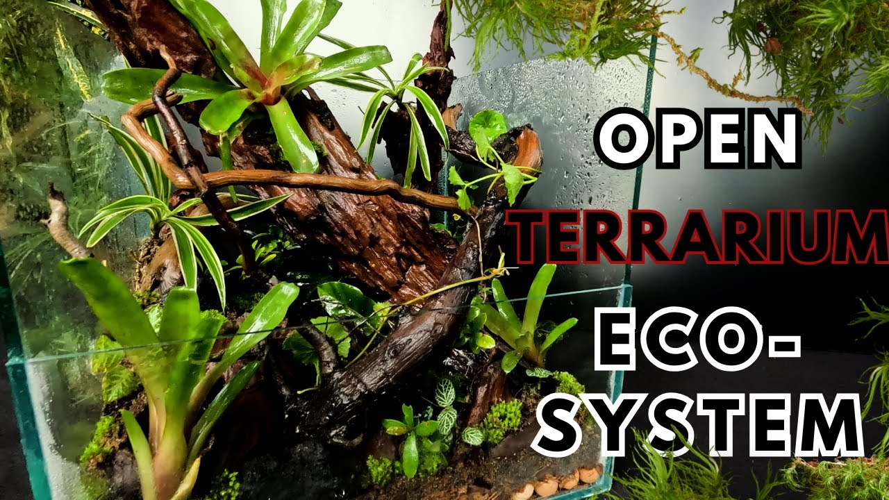 Open Glass Terrarium Build: A Natural Masterpiece | Driftwood, Moss, and Plants in Harmony |