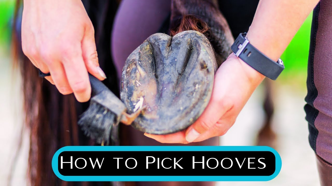 Mastering Horse Hoof Picking: A Step-by-Step Guide