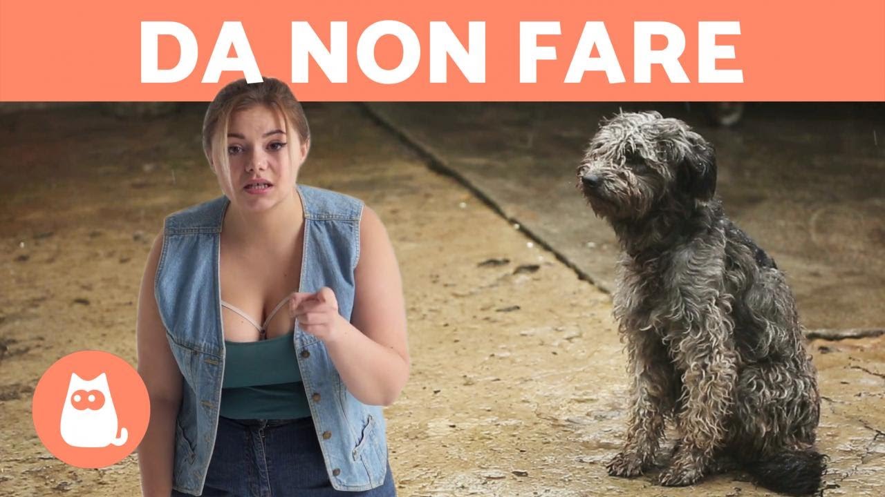 5 ERRORI COMUNI quando si SGRIDA il CANE