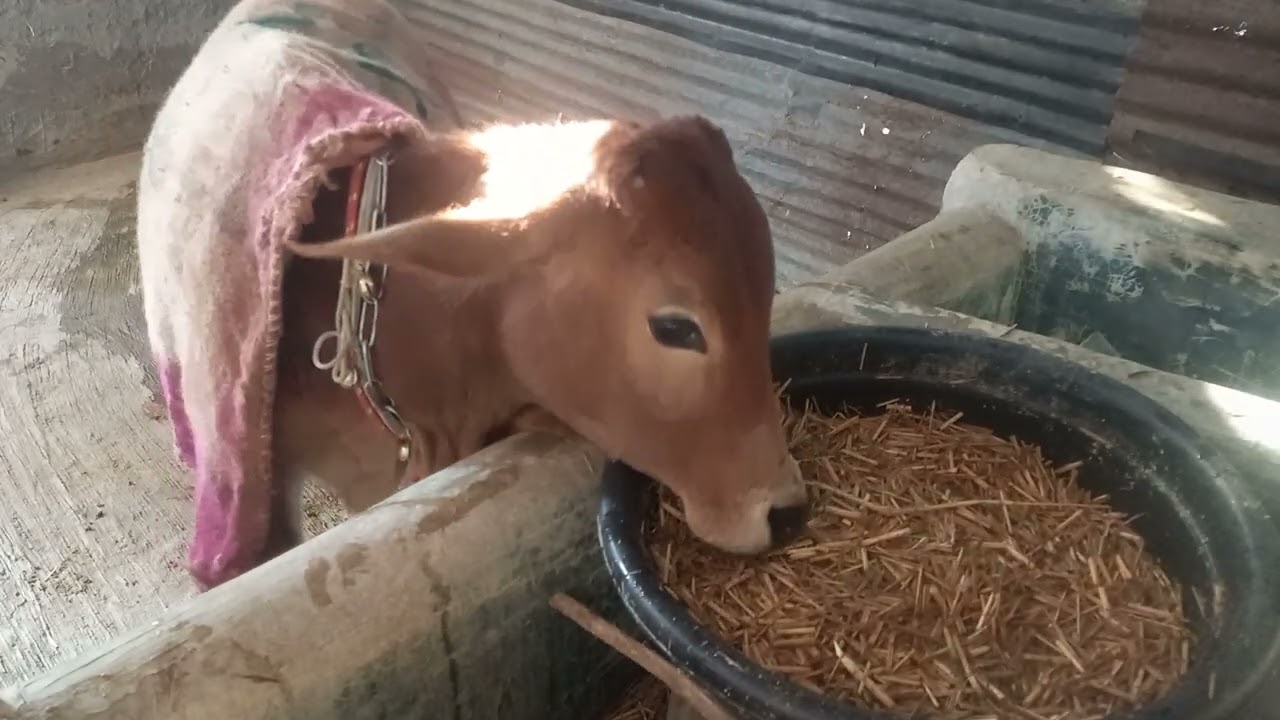 🐄 Satisfying Feeding Time on the Farm