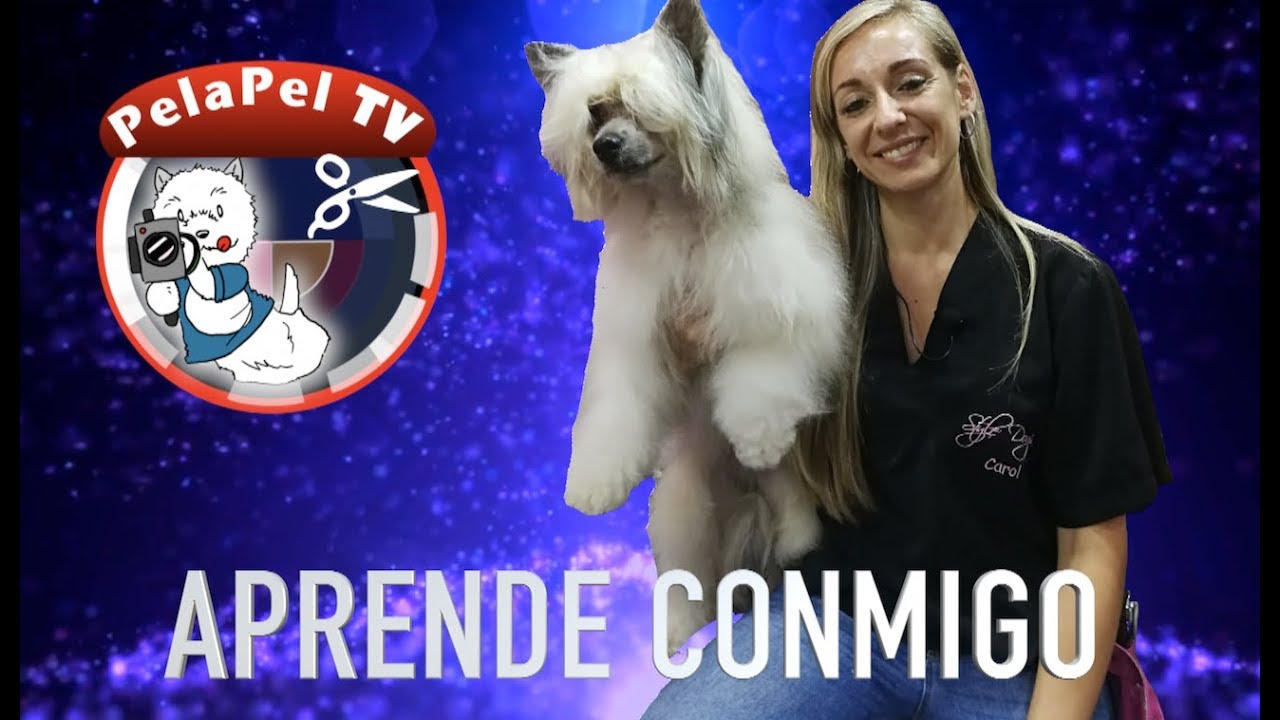 LA PELUQUERÍA CANINA NUNCA FUE TAN FÁCIL CON CAROL BUIZA EN RIPOLLET, BARCELONA EPISODIO 4