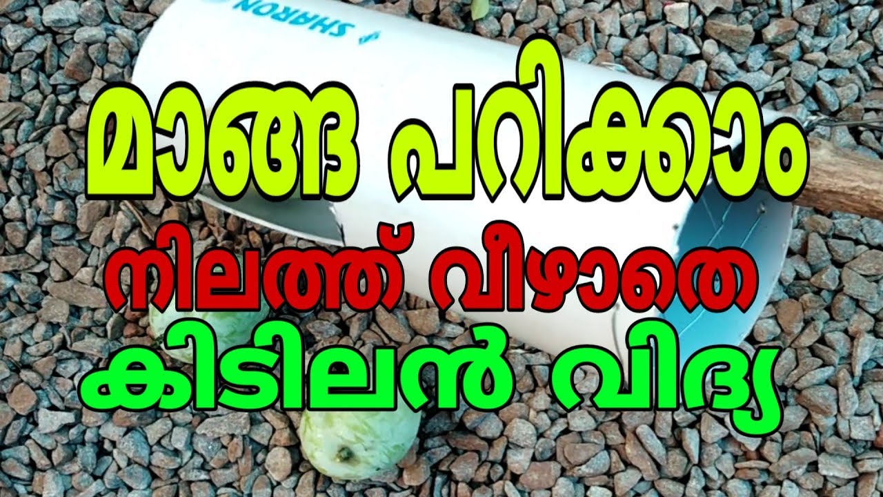 മാങ്ങ പറിക്കാം നിലത്ത് വീഴാതെ കിടിലൻ വിദ്യ |Mango picker